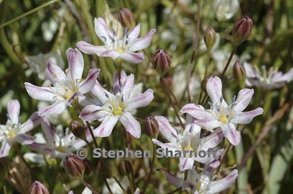 triteleia lilacina 1 graphic